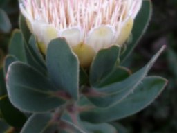 Protea subvestita old flowerhead